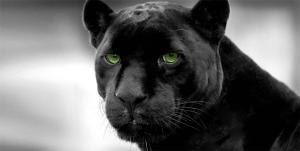 wWild