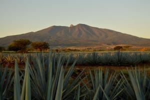 guadalajaracartel